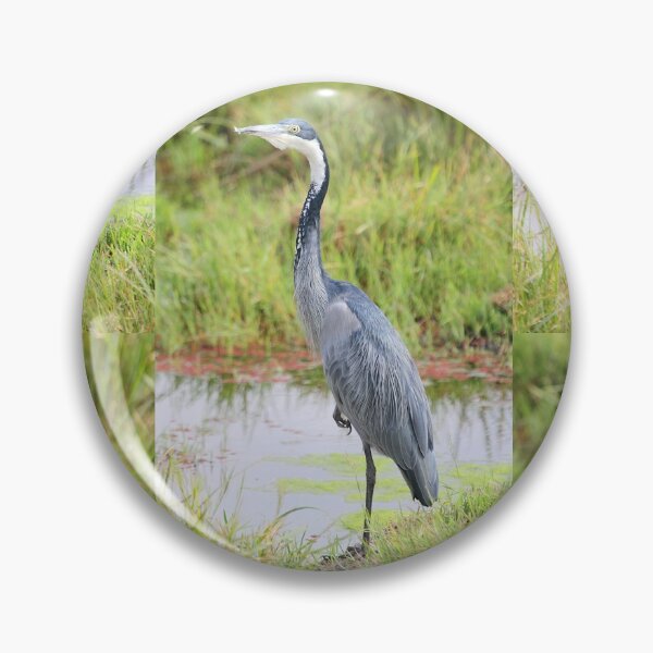 Artikelvorschau, Blue or Black-headed Heron, Kenya  entworfen und verkauft von Carole-Anne.