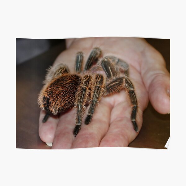 The Chilean Rose Tarantula Poster