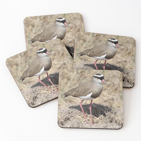 Item preview, Crowned Plover, Kenya   designed and sold by Carole-Anne.