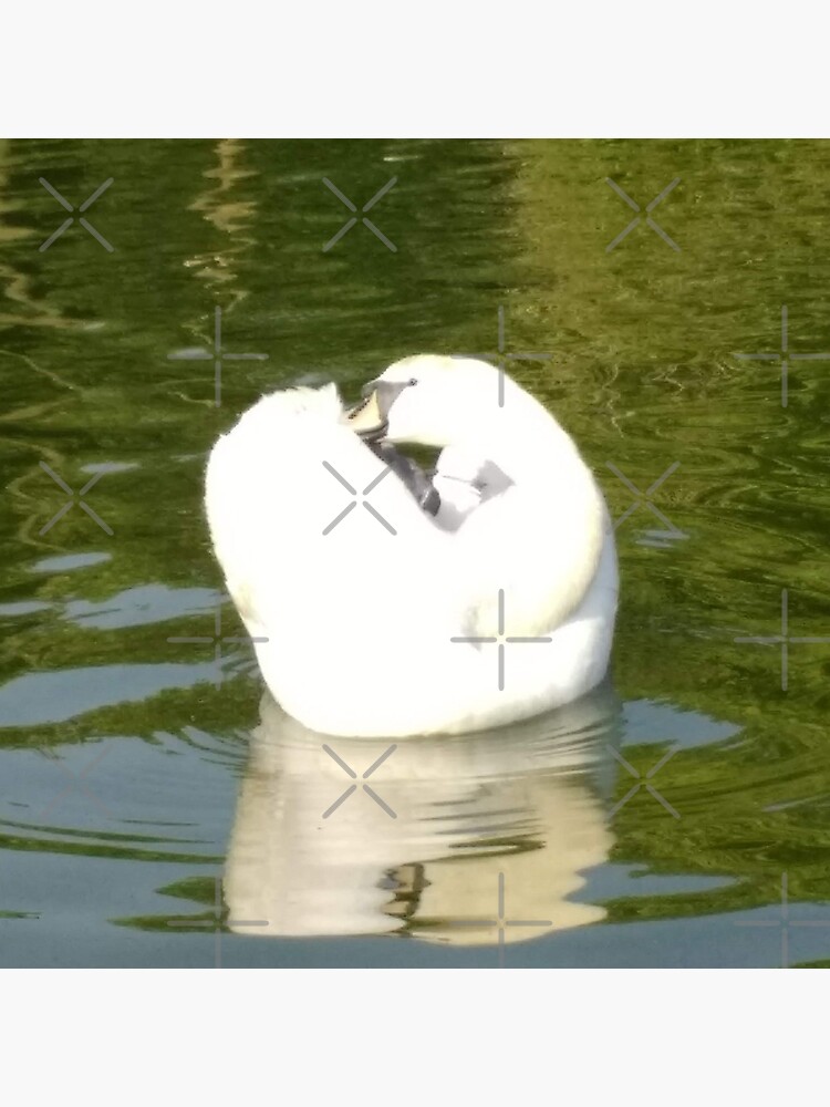 M.I. #67 |☼| Swan - Shot 25 (Pearson Park) by Naean