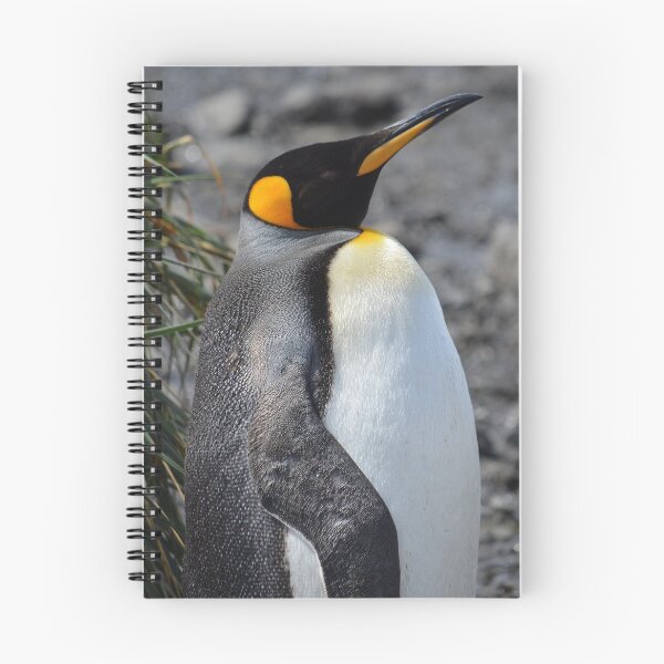 Aperçu de l'œuvre Manchot royal, Antarctique créée et vendue par Speedy.