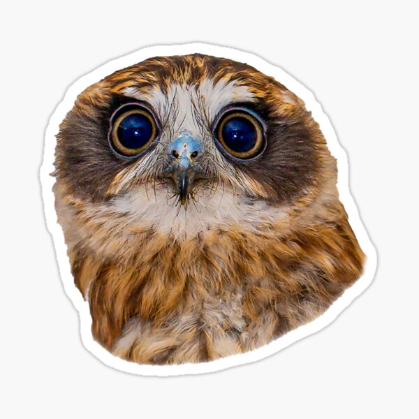 Hypnotic Eyes of a Boobook Owl Sticker