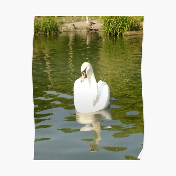 Merch #68 -- Swan - Shot 26 (Pearson Park) Poster