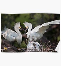 Snowy Egret Family Poster