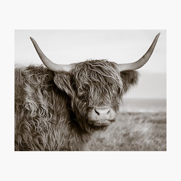 Highland Coo Photographic Print