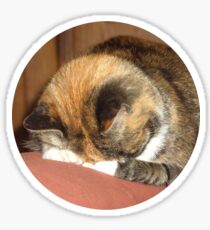 Calico Cat playing hide and seek Sticker