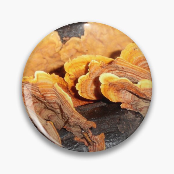 Item preview, Fan Fungi, Minnamurra Falls, Illawarra, Australia. designed and sold by kaysharp.
