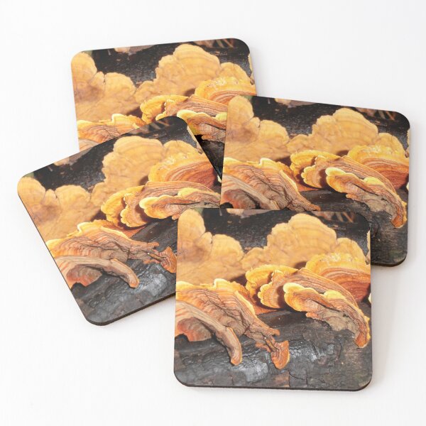 Item preview, Fan Fungi, Minnamurra Falls, Illawarra, Australia. designed and sold by kaysharp.