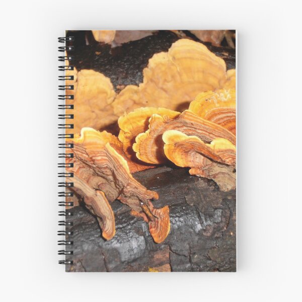 Item preview, Fan Fungi, Minnamurra Falls, Illawarra, Australia. designed and sold by kaysharp.
