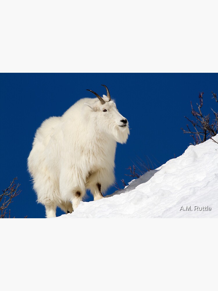 Mountain Goat On Blue by annruttle