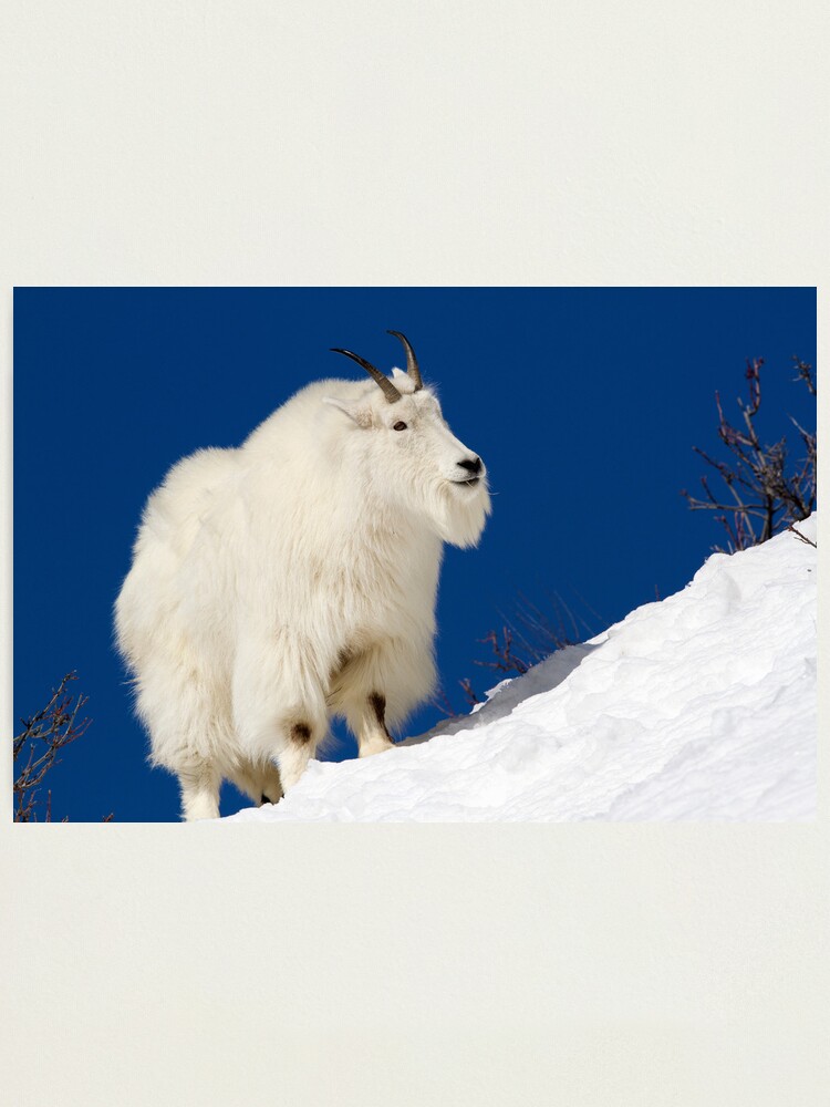 Alternate view of Mountain Goat On Blue Photographic Print