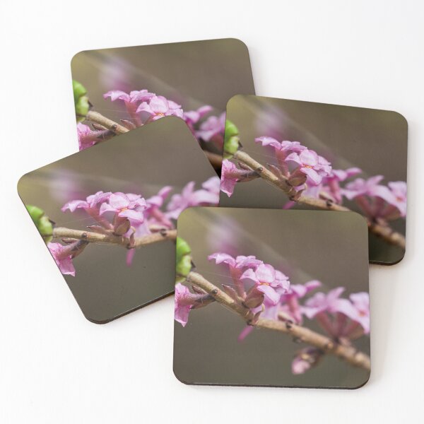 Artikelvorschau, Rosa Frühling. Seidelbast 37 entworfen und verkauft von Jouko Lehto Photography.
