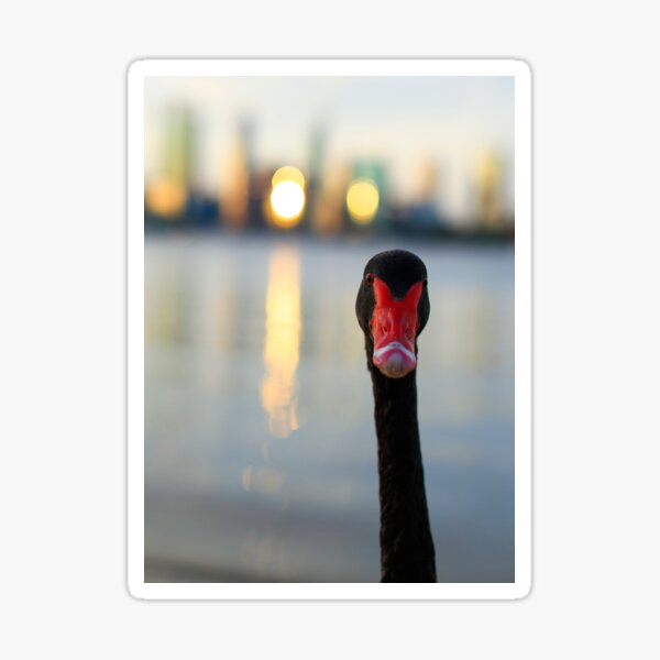 Swan and the lake Sticker
