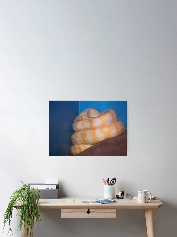Thumbnail 2 of 3, Poster, Albino Python designed and sold by Sharon McRae.