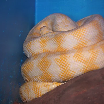 Artwork thumbnail, Albino Python by Sharon McRae