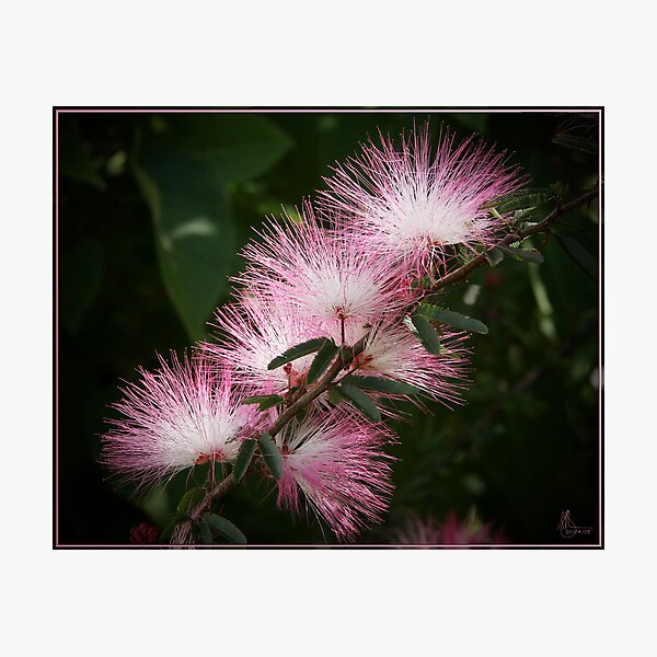 Powder Puffs Photographic Print