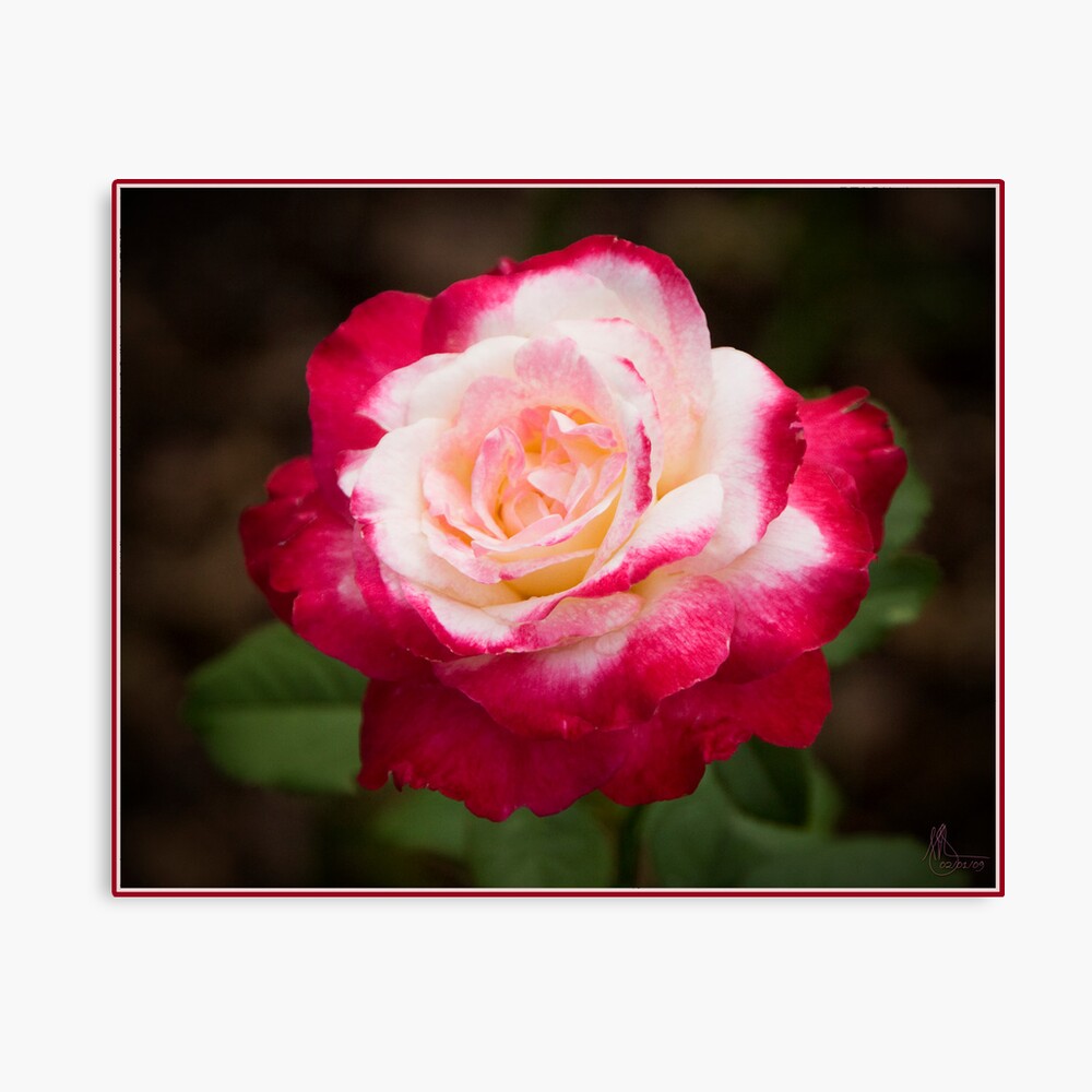 Red and White Rose Canvas Print