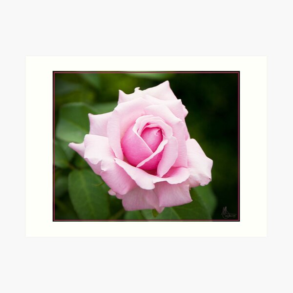 Pink Rose 1 Art Print