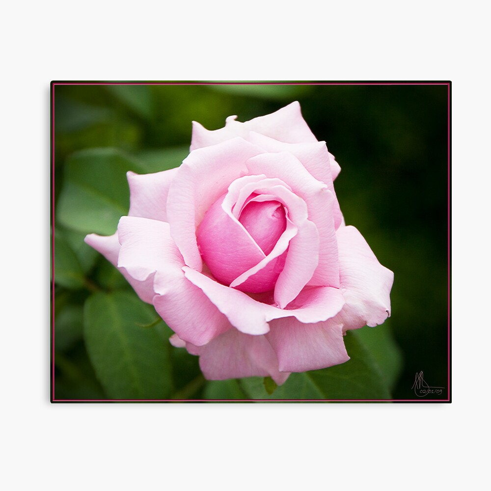 Pink Rose 1 Canvas Print