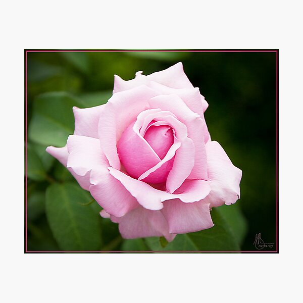 Pink Rose 1 Photographic Print