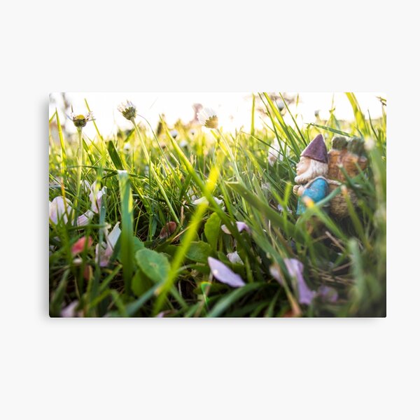 Big Meadow Roy Metal Print