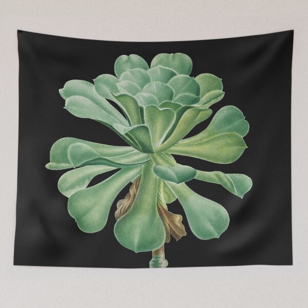 Item preview, Sempervivum Canarie Islands, Pierre-Joseph Redouté designed and sold by domdjs4239.