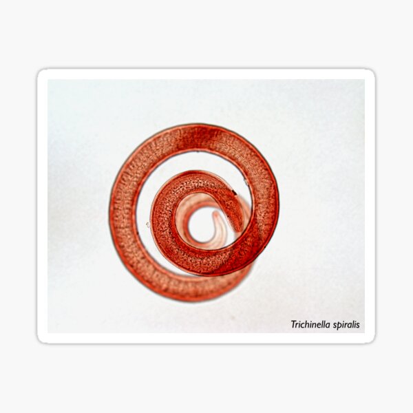 Trichinella spiralis Sticker