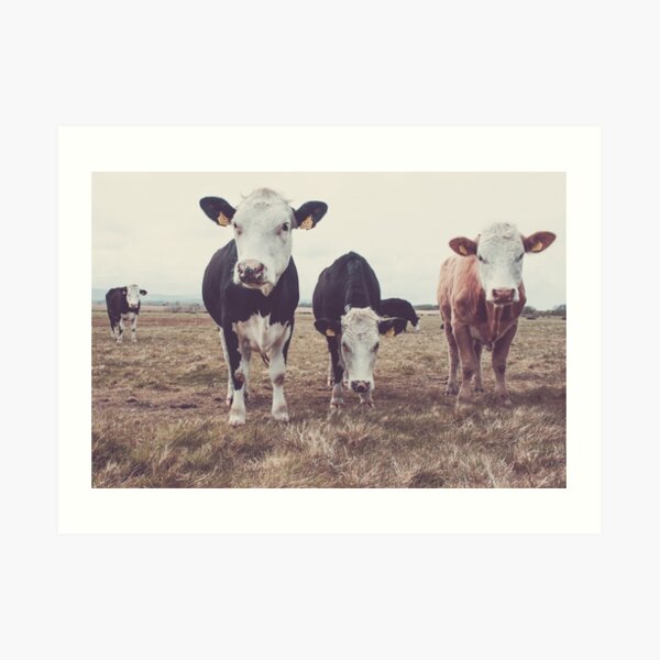 Curious Cows Art Print