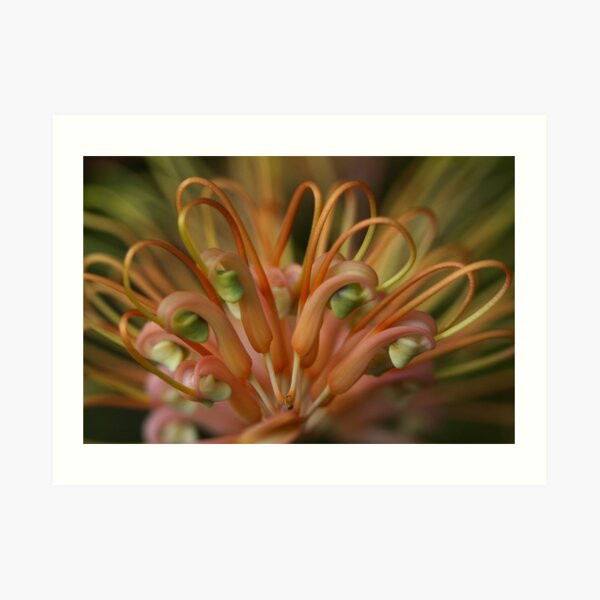 Grevillea dryandri subsp. dryandri Art Print