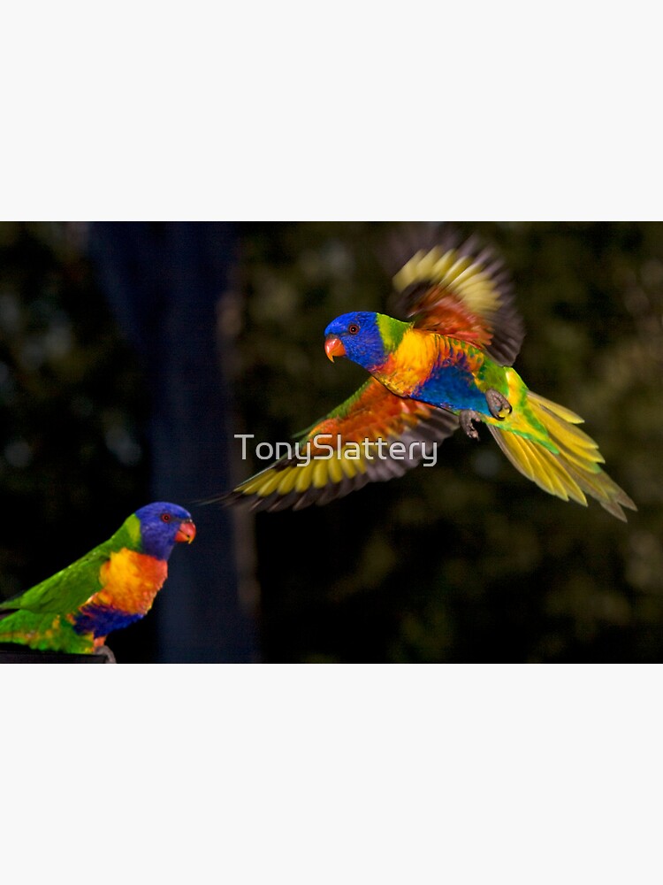 Rainbow Lorikeet by TonySlattery