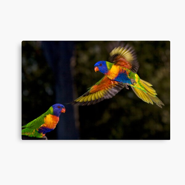 Rainbow Lorikeet Canvas Print