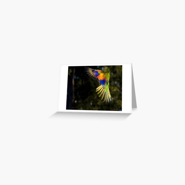 Rainbow Lorikeet Greeting Card