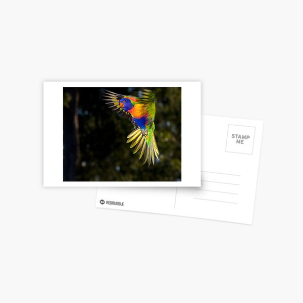 Rainbow Lorikeet Postcard