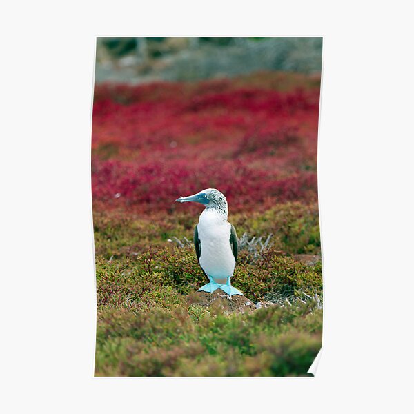 Blue-footed Booby, Islas Plaza, Galapagos Poster