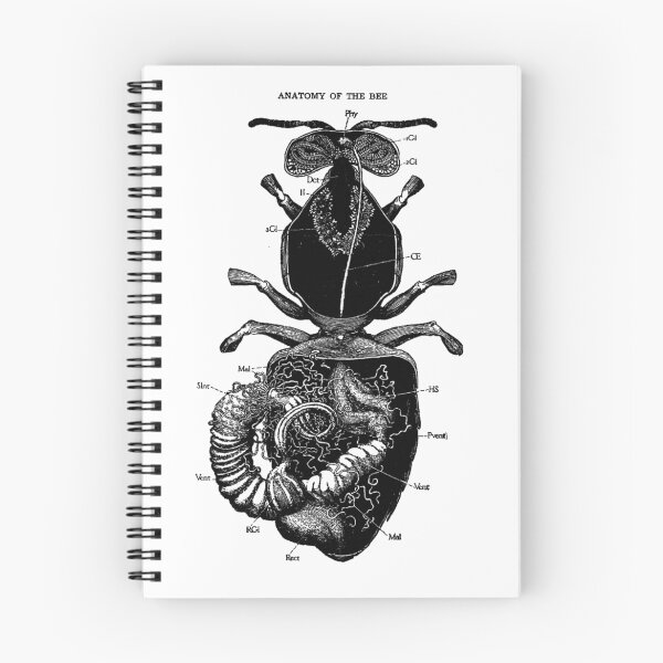 Item preview, Bee Anatomy designed and sold by spookdy.