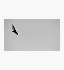 Scavenger Photographic Print