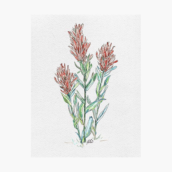 Vista previa del artículo con la obra «Flores silvestres de pincel indio», diseñado y vendido por Shininglight14.