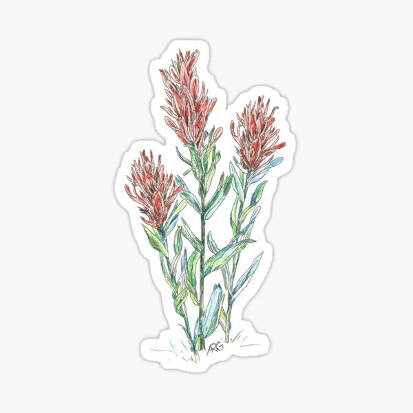Item preview, Indian paintbrush wild flowers designed and sold by Shininglight14.