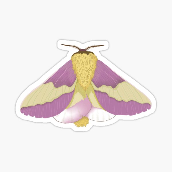 Item preview, Rosy Maple Moth designed and sold by Turne875.