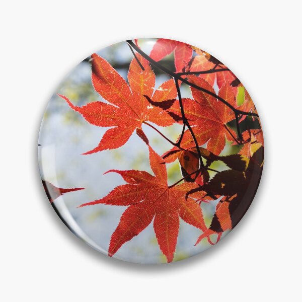 Item preview, Red Maple leaves glowing in the sunlight designed and sold by Stretch Clendennen.