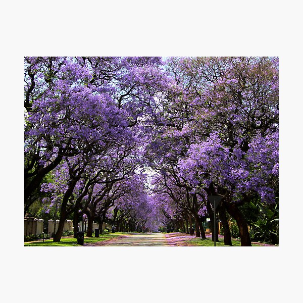 Item preview, Jacarandas in bloom designed and sold by Greg Parfitt.