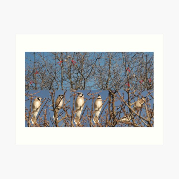 Blue Jays (Without the Blue) Art Print