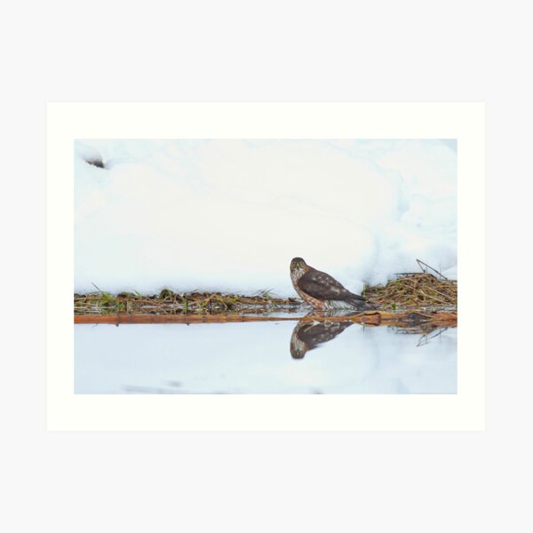 Sharp-shinned Hawk Ice Bath Art Print