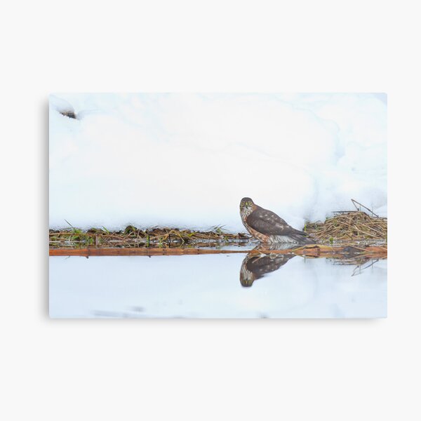 Sharp-shinned Hawk Ice Bath Metal Print
