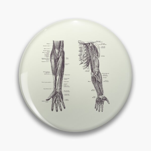 Item preview, Arm and Hand Diagram - Dual View - Vintage Anatomy 2 designed and sold by VAposters.
