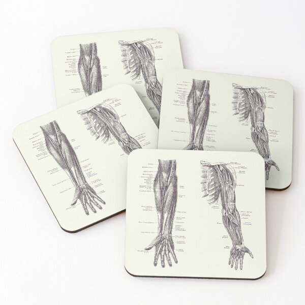 Item preview, Arm and Hand Diagram - Dual View - Vintage Anatomy 2 designed and sold by VAposters.