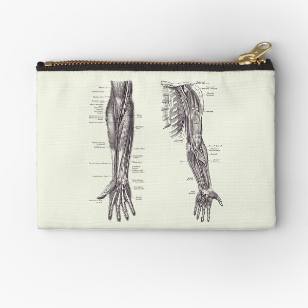 Item preview, Arm and Hand Diagram - Dual View - Vintage Anatomy 2 designed and sold by VAposters.