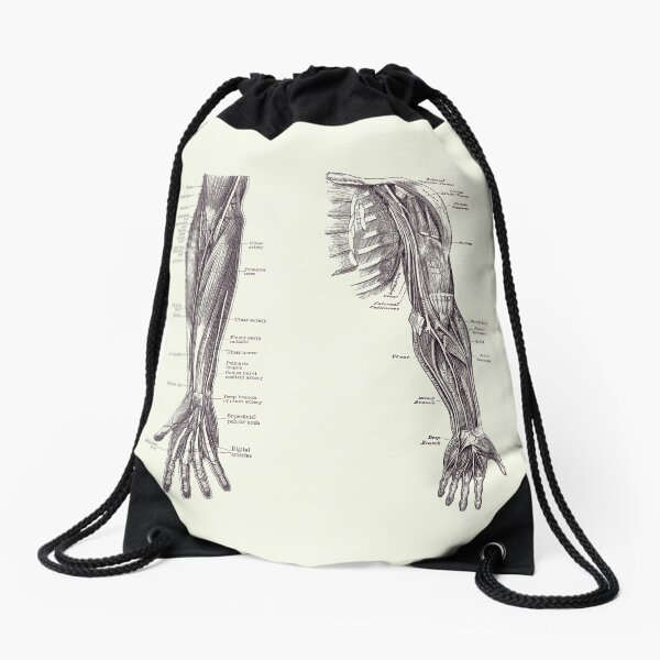 Item preview, Arm and Hand Diagram - Dual View - Vintage Anatomy 2 designed and sold by VAposters.