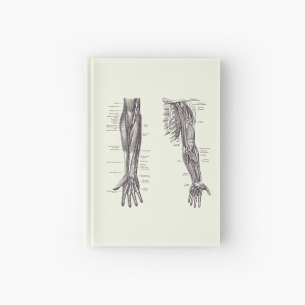 Item preview, Arm and Hand Diagram - Dual View - Vintage Anatomy 2 designed and sold by VAposters.