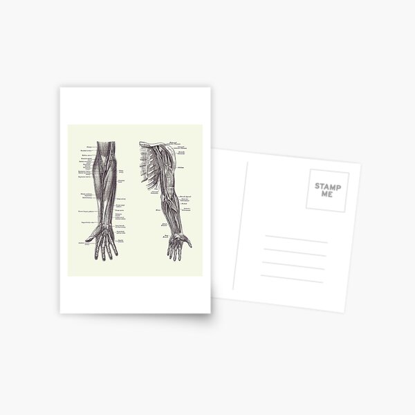 Item preview, Arm and Hand Diagram - Dual View - Vintage Anatomy 2 designed and sold by VAposters.